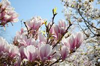 Roze bloesemtak op zonnige dag
