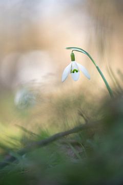 Sneeuwklokje van Patricia van Kuik
