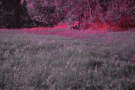 Waldlichtung in pink von Stefan Dunkel Naturfotografie