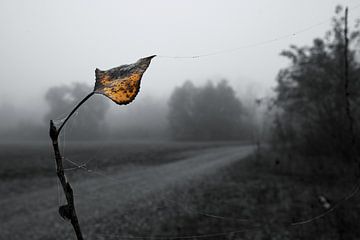 Autumn leaf in misty landscape