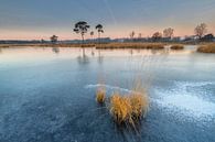 Rietpol in einem Teich gefroren von Jan Koppelaar Miniaturansicht