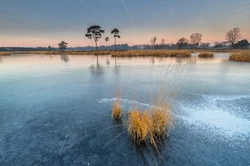 Rietpol congelé dans un étang sur Jan Koppelaar