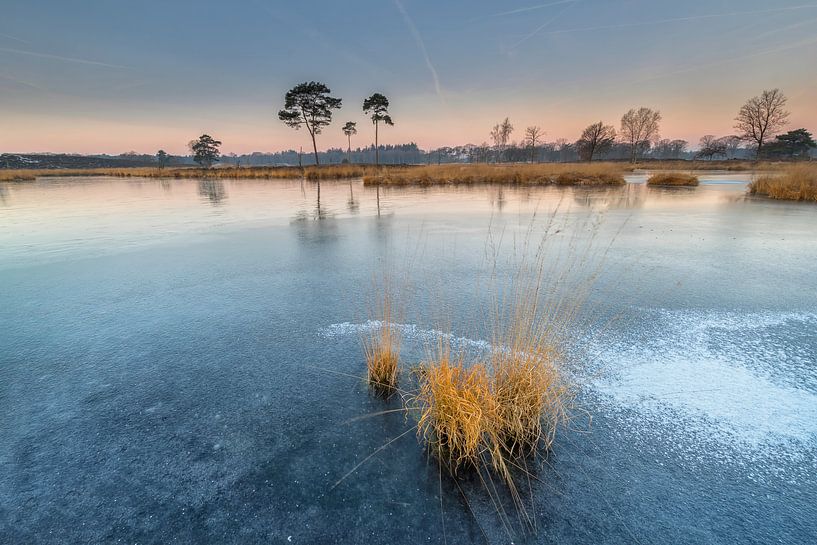 Rietpol in einem Teich gefroren von Jan Koppelaar