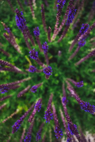 Groene Oase: De Betoverende Botanische Tuinen van Melbourne