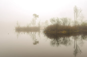 Front Fog