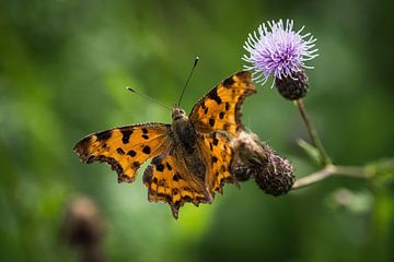 Een c vlinder close-up in de zomer in Saarland van Wolfgang Unger