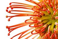 Protea auf Weiß