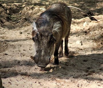 Common warthog by michael meijer