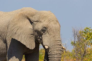 Eléphant mâle âgé sur GoWildGoNaturepictures