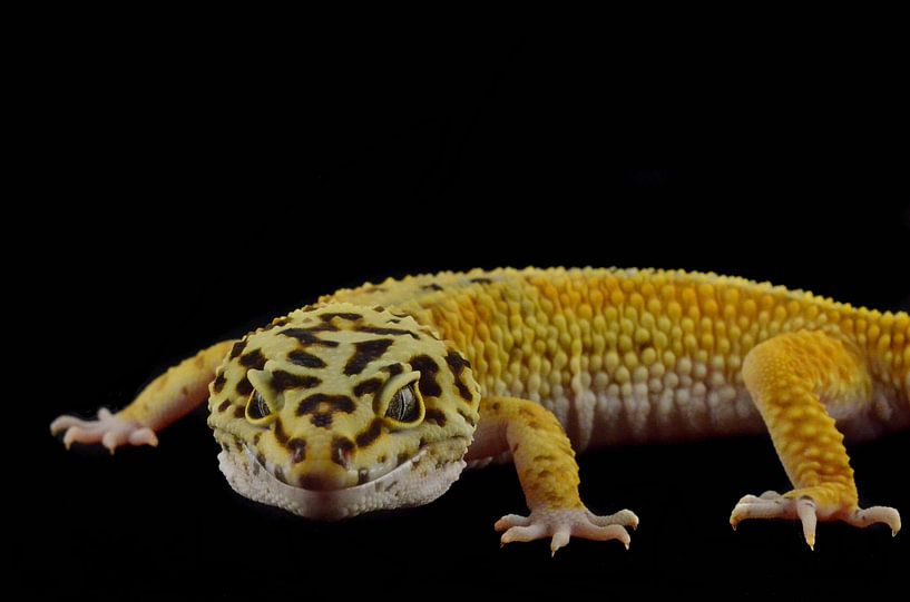 Luipaardgekko by Jelle de Bruijn