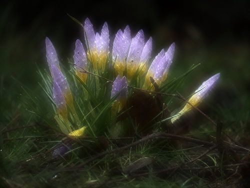Krokus 6