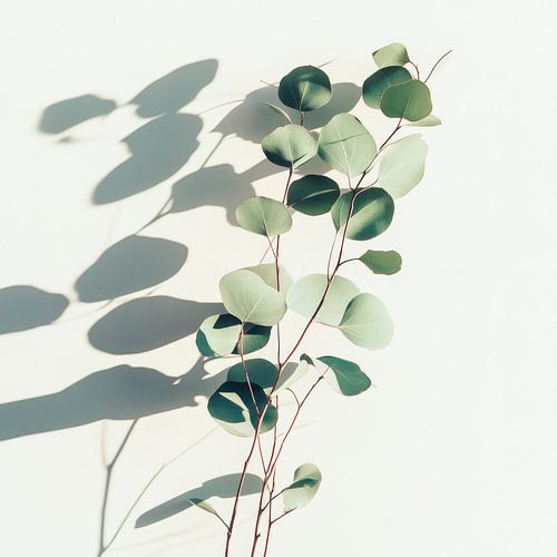 Eucalyptus schaduw