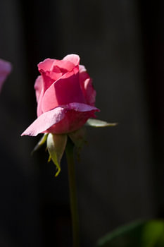 Rosenknospe