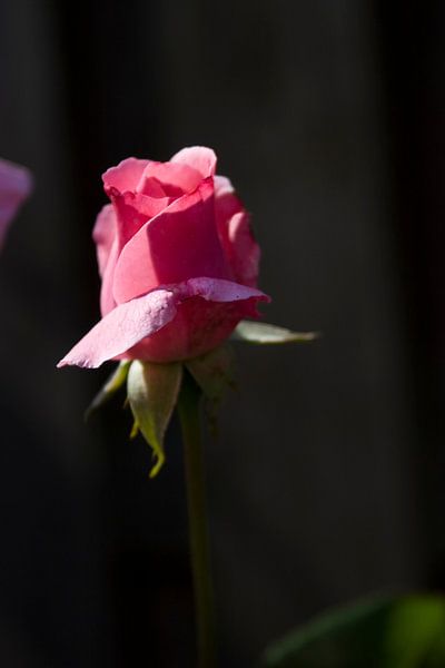 rose bud by foto-fantasie foto-fantasie