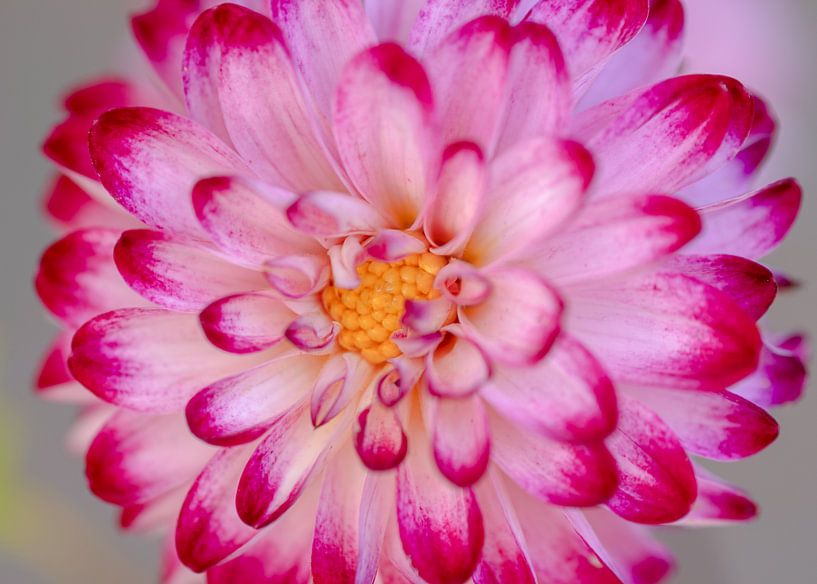 Romance with flowers by Jolanda de Jong-Jansen