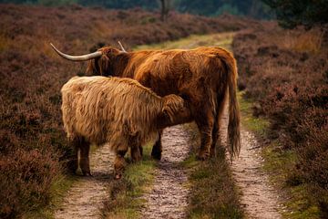 Vaches des hautes montagnes