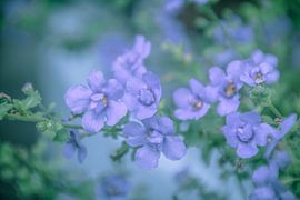 purple lady