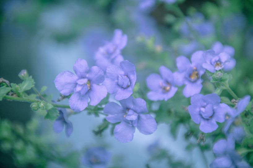 purple lady par Evphotosplace