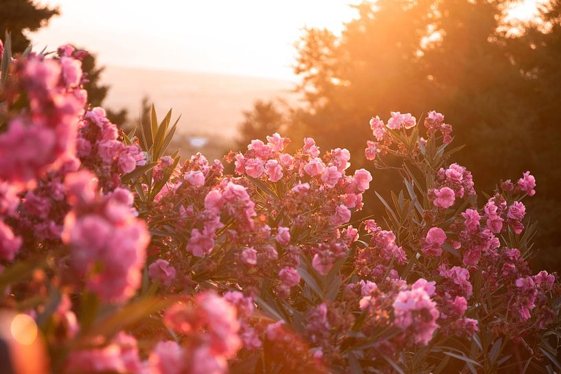 Blühender Oleander im Sonnenlicht von Sharon de Groot