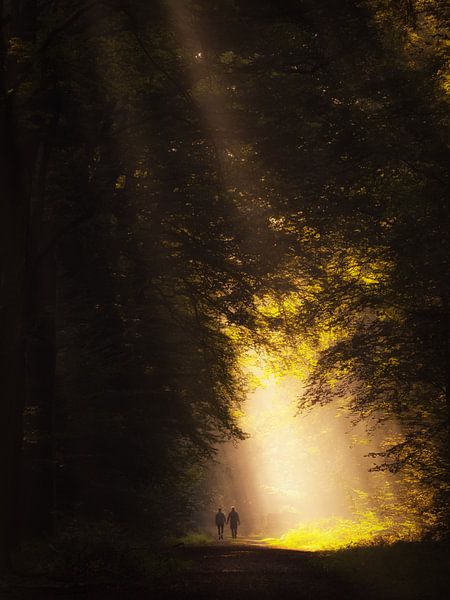 Into the light by Lex Schulte