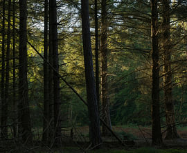 Lever du soleil à Dwingelderveld (Pays-Bas)