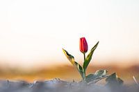 Eenzame tulp in de zon