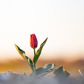 Lonely tulip in the sun