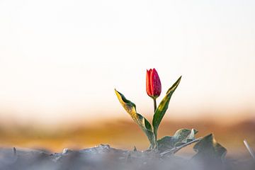 Eenzame tulp in de zon van Peter Abbes