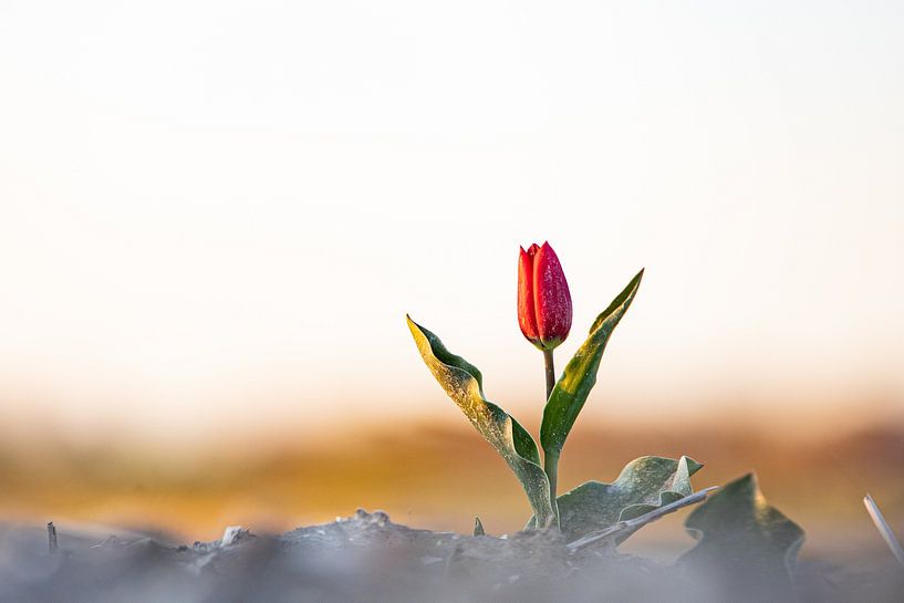 Lonely tulip in the sun by Peter Abbes