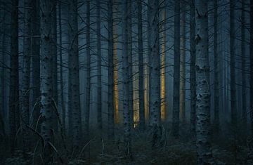 Mysterieuze open plekken in het bos van fernlichtsicht