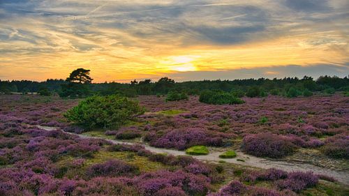 Drouwenerzand heide in Nederland