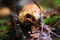 Beschädigter Kartoffelbovist