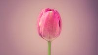 Tulp in het centrum