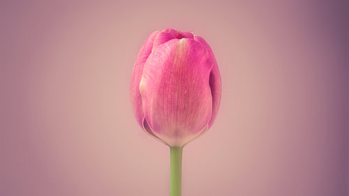 Tulp in het centrum