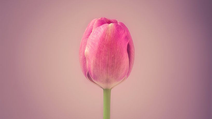Tulp in het centrum van Ronald van der Zon