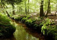 Small brook 