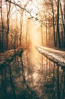 Zonsopgang met mist in winterbos