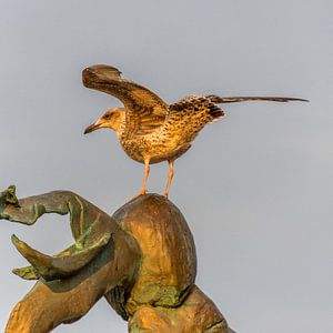 La mouette fait de l'équilibre