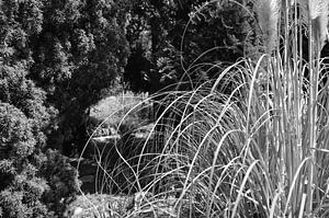 Botanisch 2