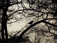 Silhouet vogel in de schemer