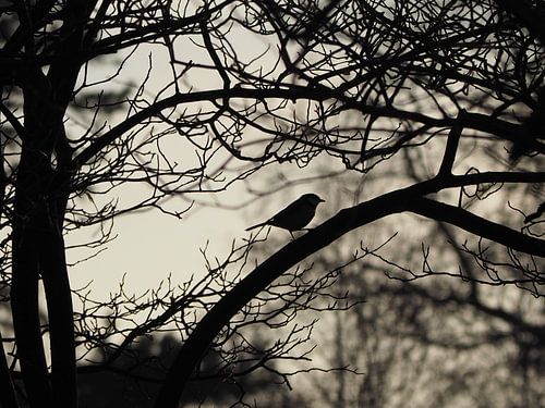 Scherenschnittvogel in der Dämmerung