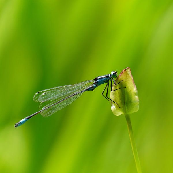 Dragonfly by Violetta Honkisz