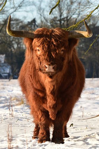 Penetrating gaze of a Scottish Highlander