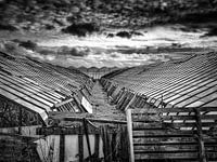 The old grape greenhouses in black and white.