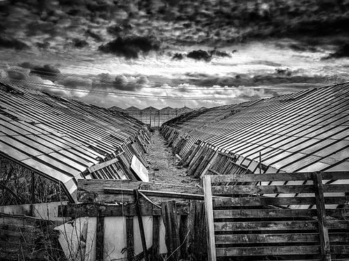 Les anciennes serres à raisin en noir et blanc.
