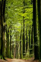beau sentier à travers une forêt verdoyante et printanière