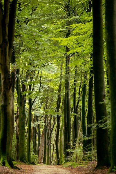beautiful path through a spring-fresh green forest by Ria van den Broeke