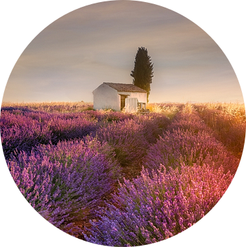 Lavendelveld in de Provence in de gloed van de zonsopgang. van Voss Fine Art Fotografie