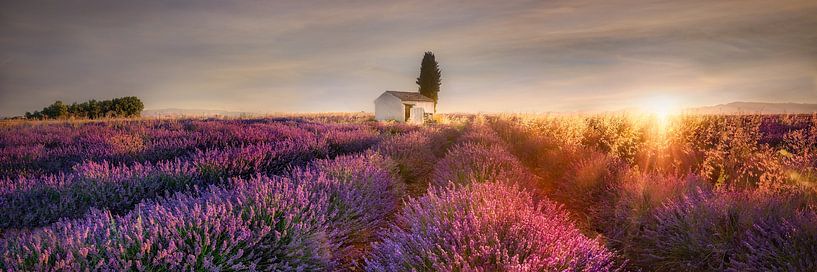 Lavendelfeld in der Provence im leuchtenden Sonnenaufgang. von Voss Fine Art Fotografie