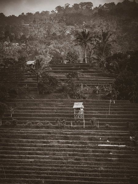 View over the rice fields in Bali Indonesia by Bianca  Hinnen